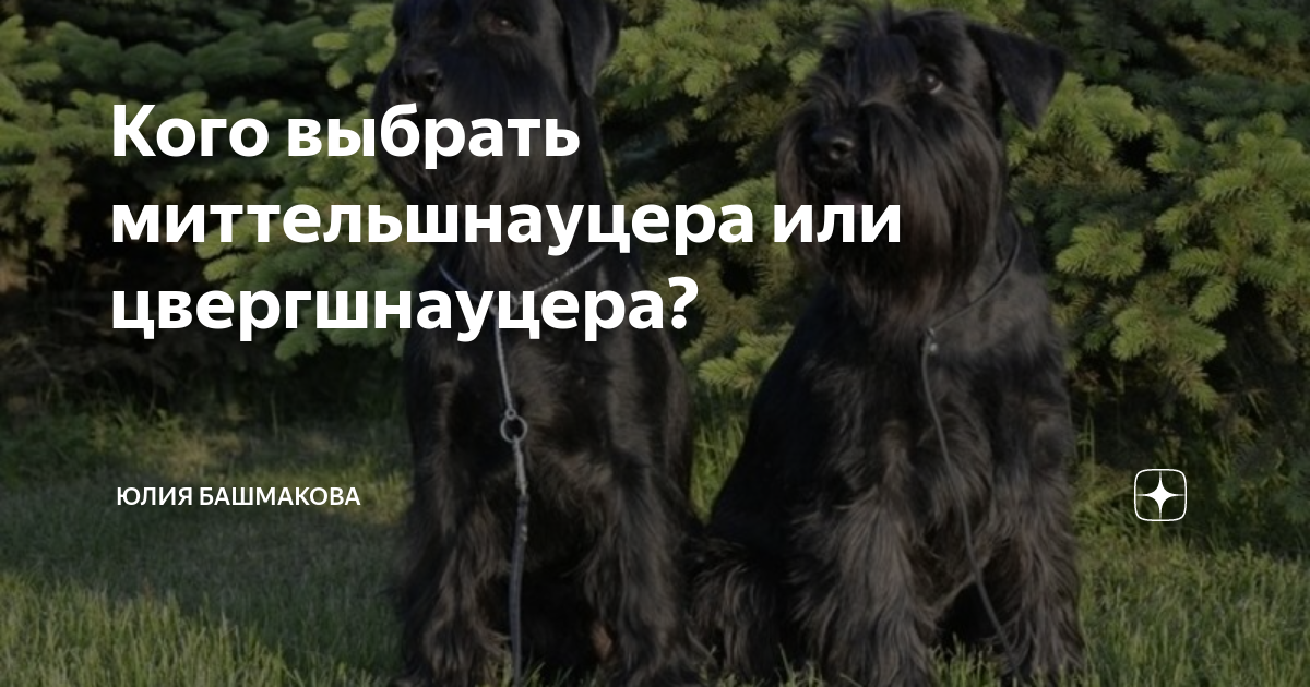 Кого выбрать миттельшнауцера или цвергшнауцера? | Юлия Башмакова | Дзен