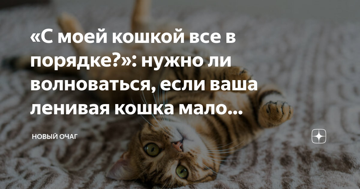 Забота о здоровье кошки