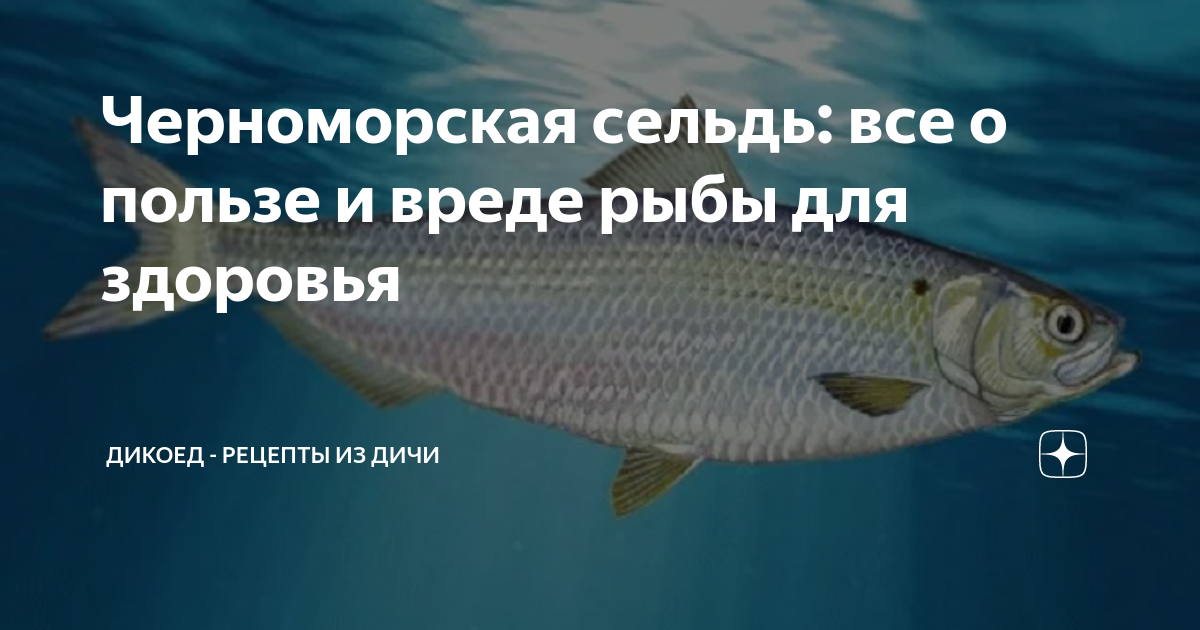 Белая рыба вред. Сельдь Черноморская
