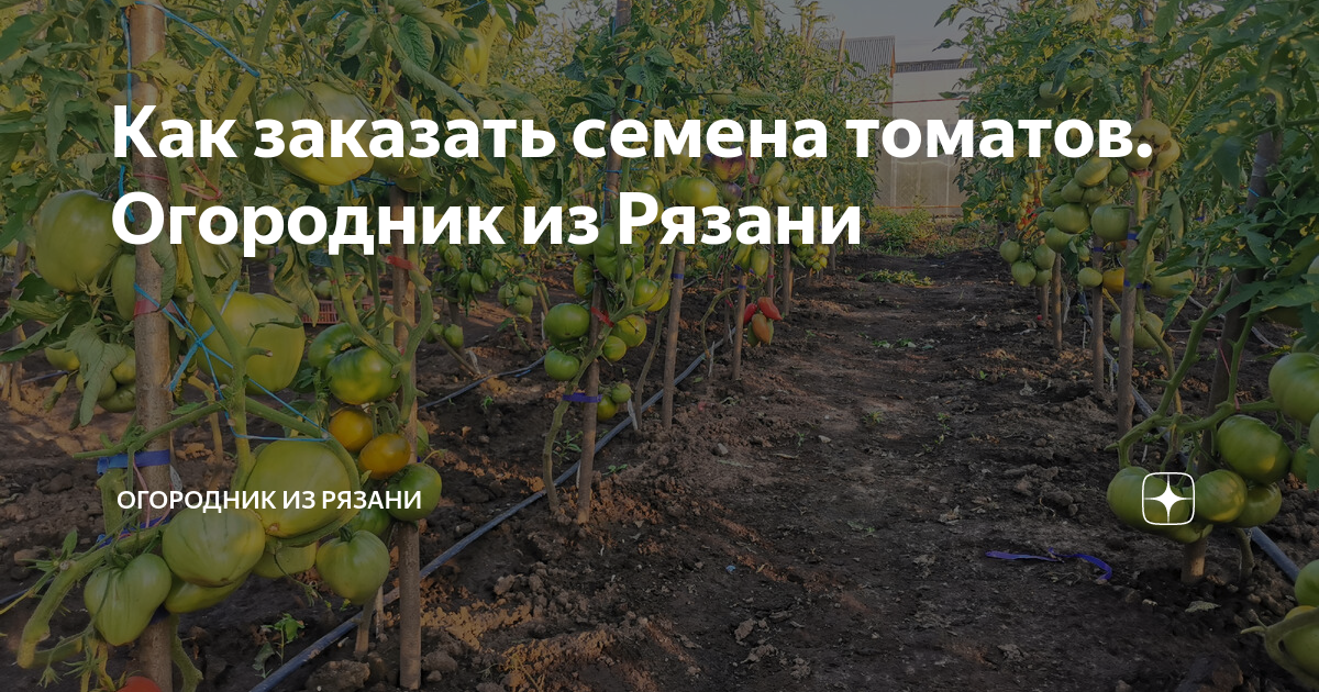 Огородник из рязани. Томаты 1 августа фото. Томат золотые полосы огородник из Рязани. Томат Гном стринги огородник из Рязани. Огородник из Рязани каталог семян томатов 2022.