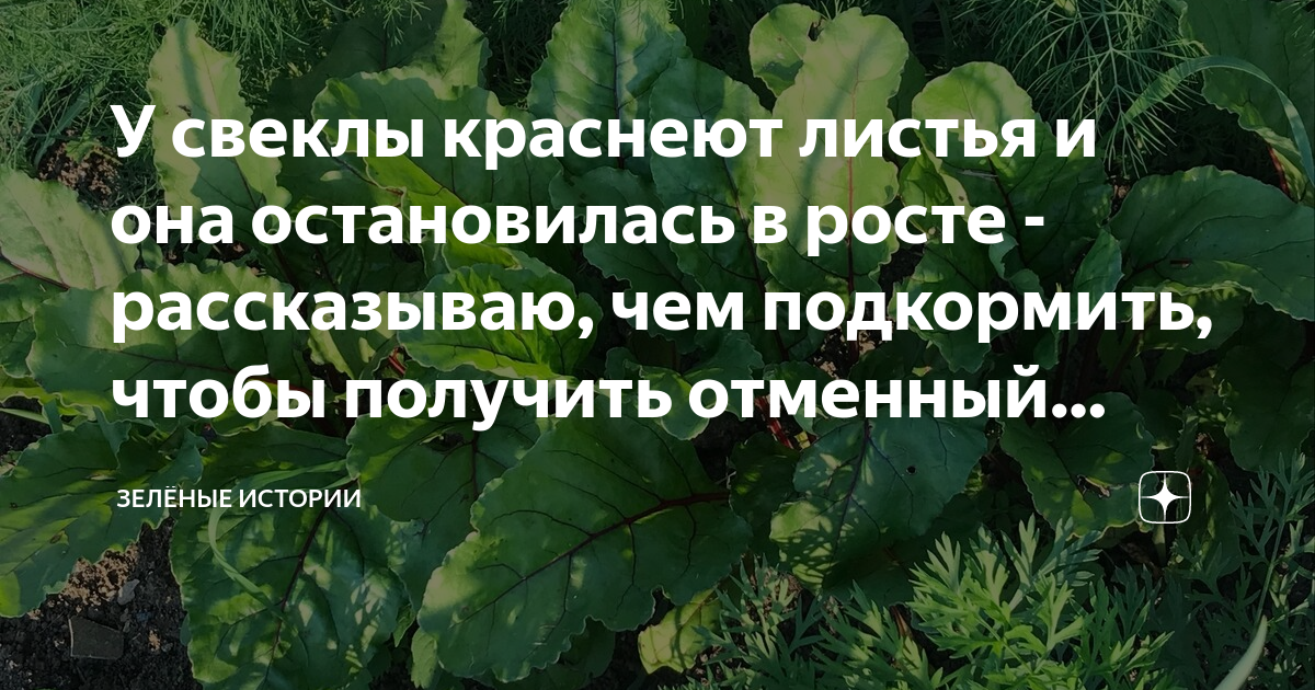 Огурцы остановились в росте чем подкормить. У свеклы краснеют листья. Почему краснеют листья у свеклы чем подкормить. Кладоспориоз томатов в теплице лечение препараты. Почему краснеют листья у свеклы
