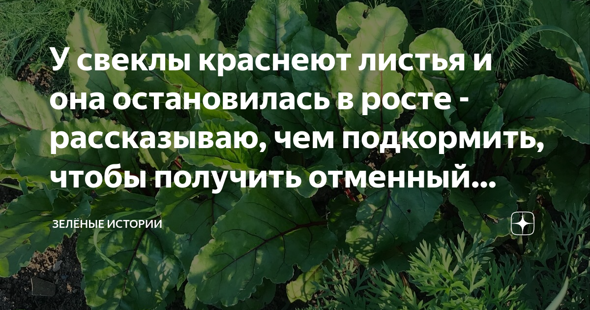 У свеклы краснеют листья. Кладоспориоз томатов в теплице лечение препараты. Почему краснеют листья у свеклы.