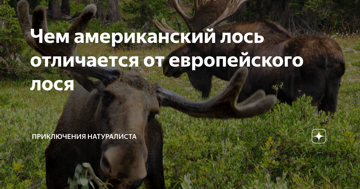 Лось так привязался. Европейский Лось и американский Лось различия. Американский Лось в сравнении с человеком. Как отличить лося от лосихи. Лось и лосиха как отличить.