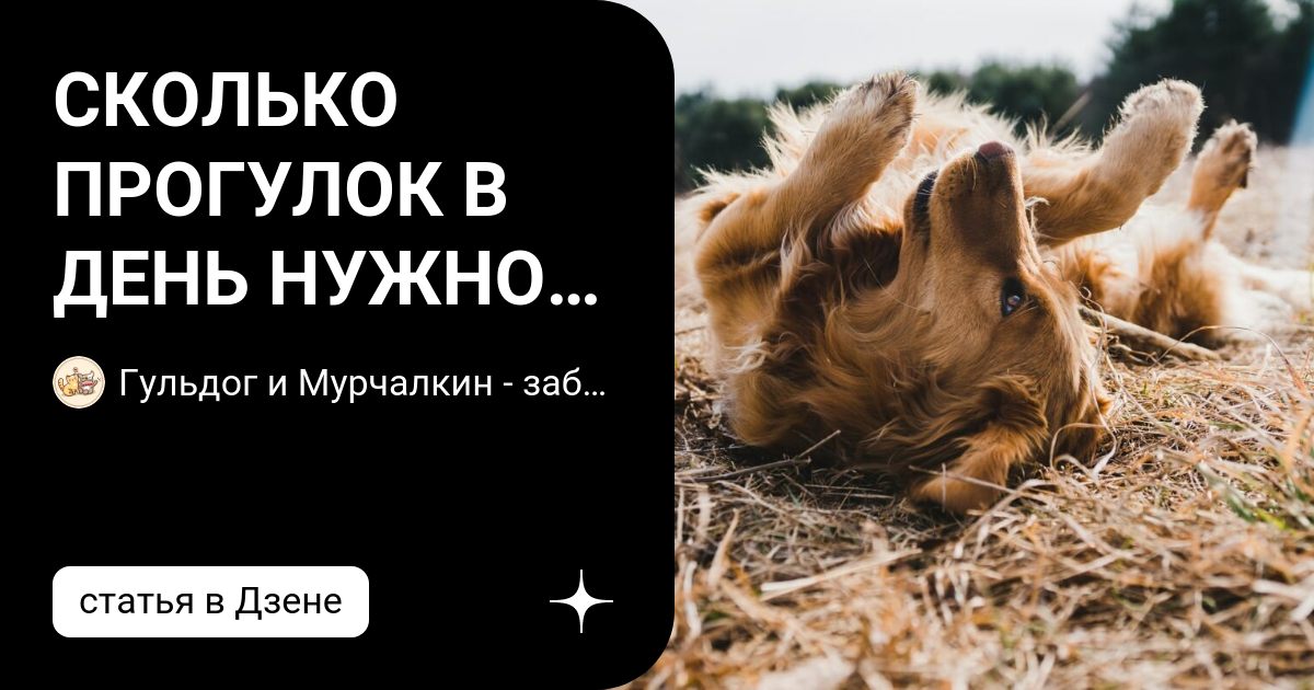 сколько нужно еды собаке в день