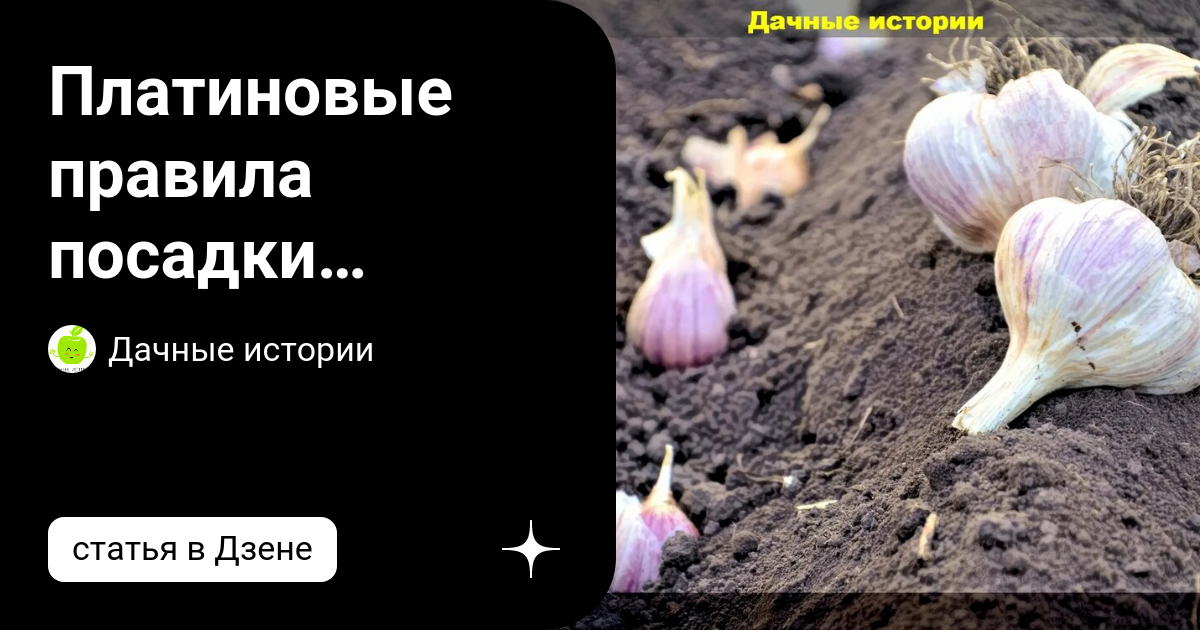 Платиновые правила посадки озимого чеснока: что нужно знать о посадке ...