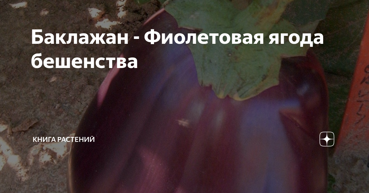Баклажан - Фиолетовая ягода бешенства | Книга растений | Дзен
