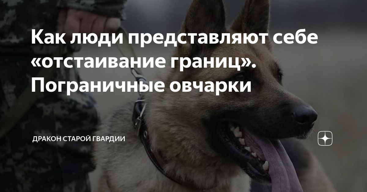 Как люди представляют себе «отстаивание границ­». Пограничные овчарки ...
