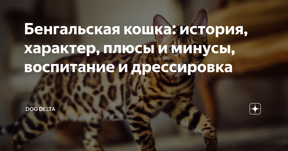 А поговорить? Бенгальская кошка — порода, которая не даст вам соскучиться