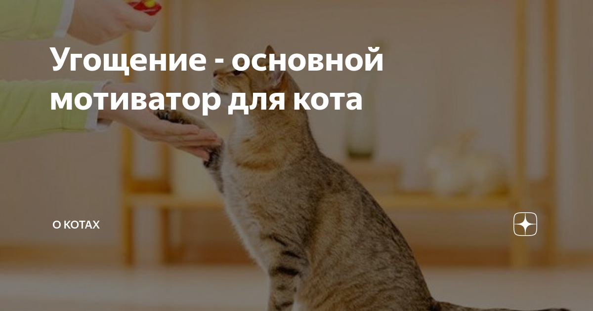 Угощение - основной мотиватор для кота | О котах | Дзен