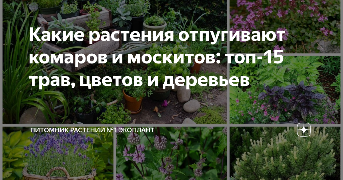 Какая трава отпугивает. Растения отпугивающие комаров. Дерево отпугивающее комаров. Какой цвет отпугивает комаров. Растения, которые отпугивают комаров в саду.