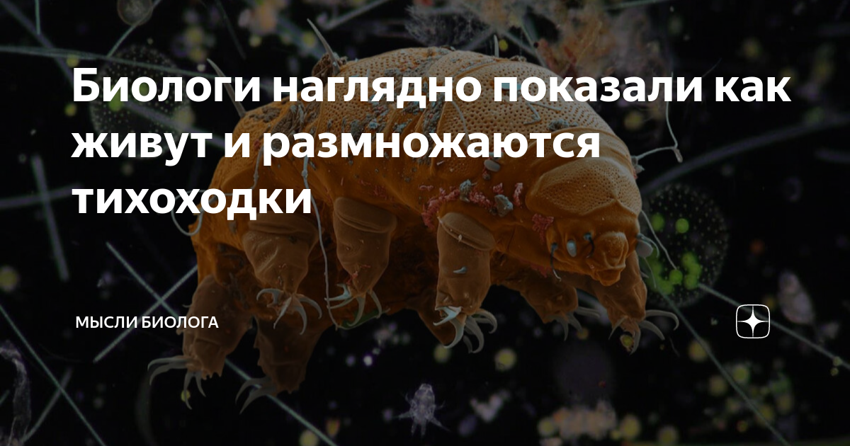 Биологи наглядно показали как живут и размножаются тихоходки | Мысли ...