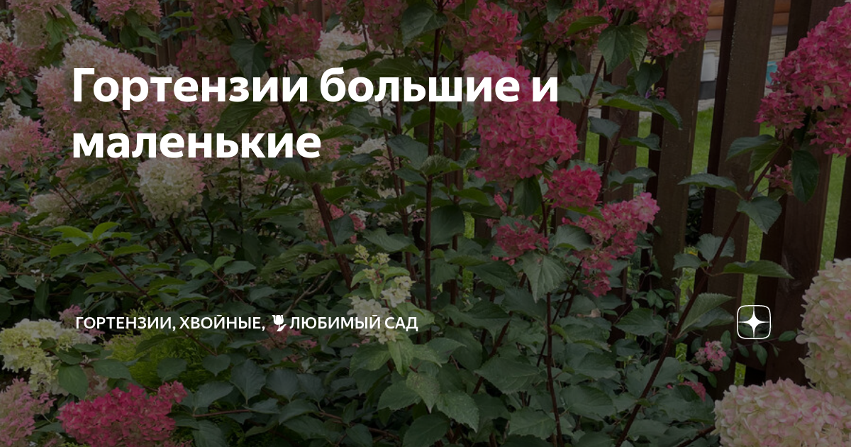 Гортензии большие и маленькие | Гортензии, хвойные, 🌷любимый сад | Дзен