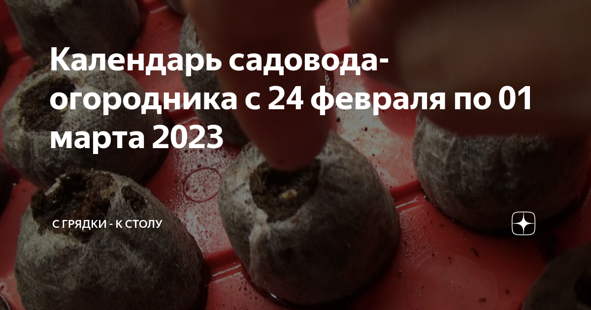 Посадка помидор на рассаду в феврале 2024г