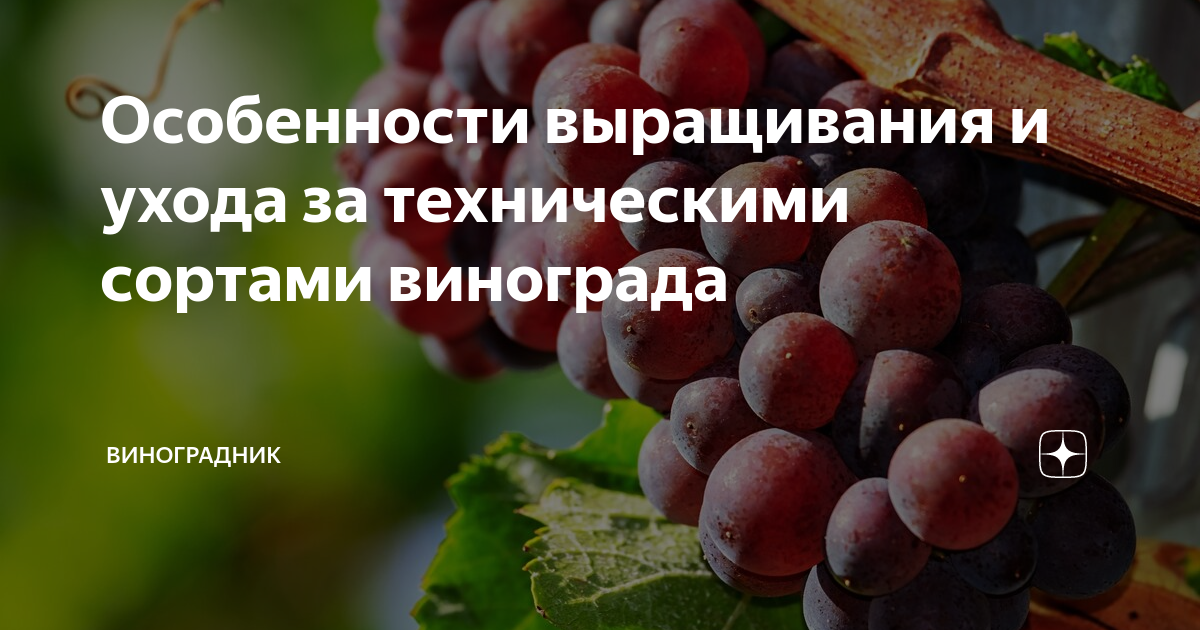 Планирование ухода и полива