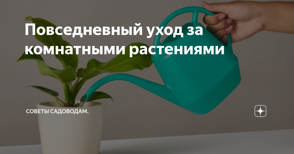 Цветы и комнатные растения, уход за цветами. | ВКонтакте
