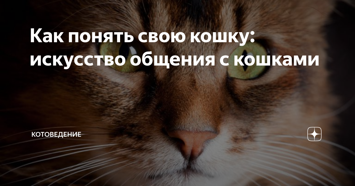 Всё для котиков