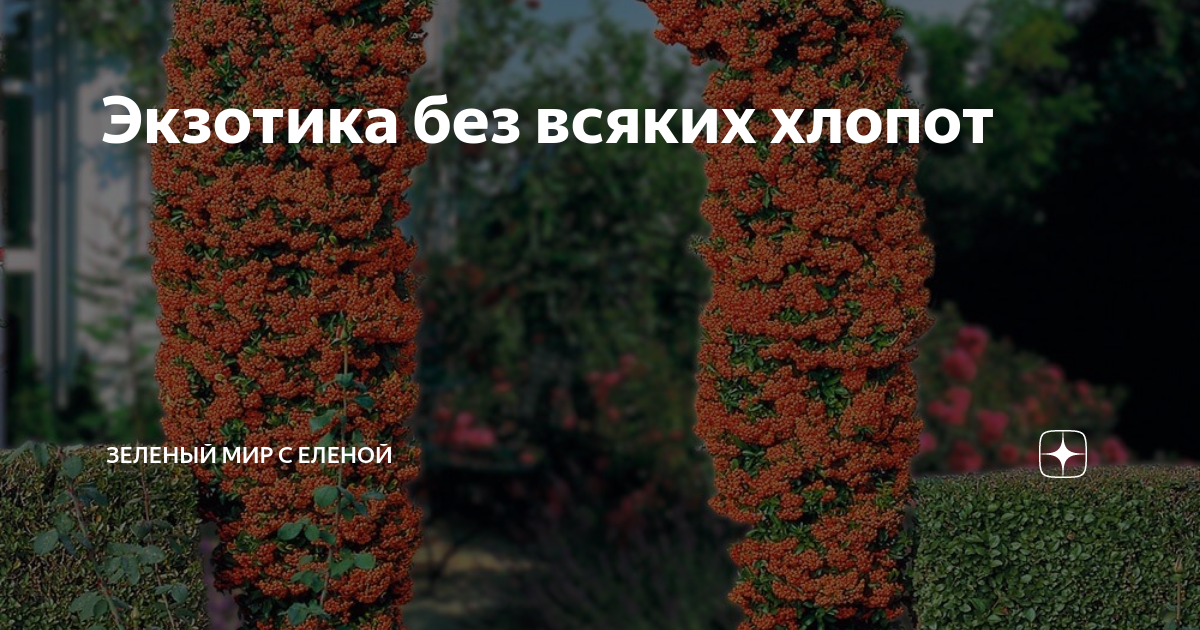 Экзотика без всяких хлопот | ЗЕЛЕНЫЙ МИР С ЕЛЕНОЙ | Дзен