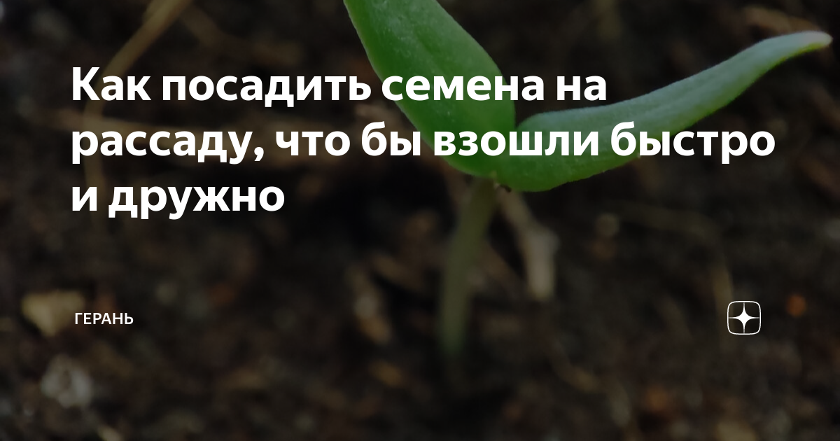 Как посадить семена на рассаду, что бы взошли быстро и дружно | Герань ...