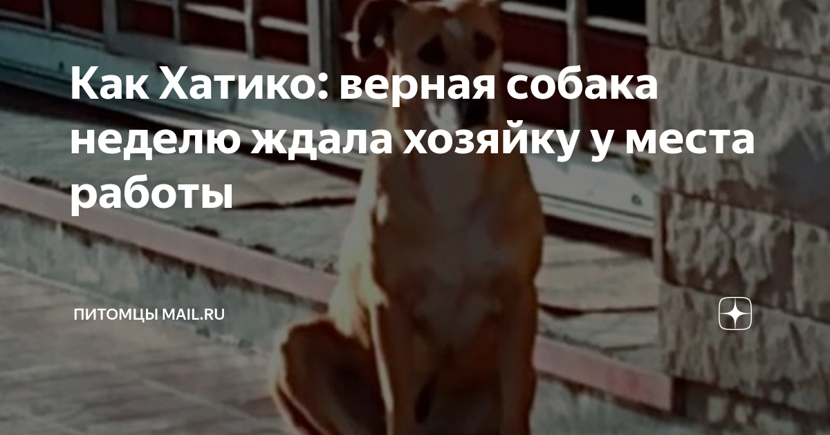 Летняя хозяйка и верный пёс