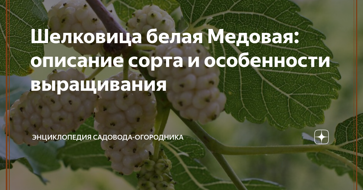 Шелковица белая медовая описание сорта фото