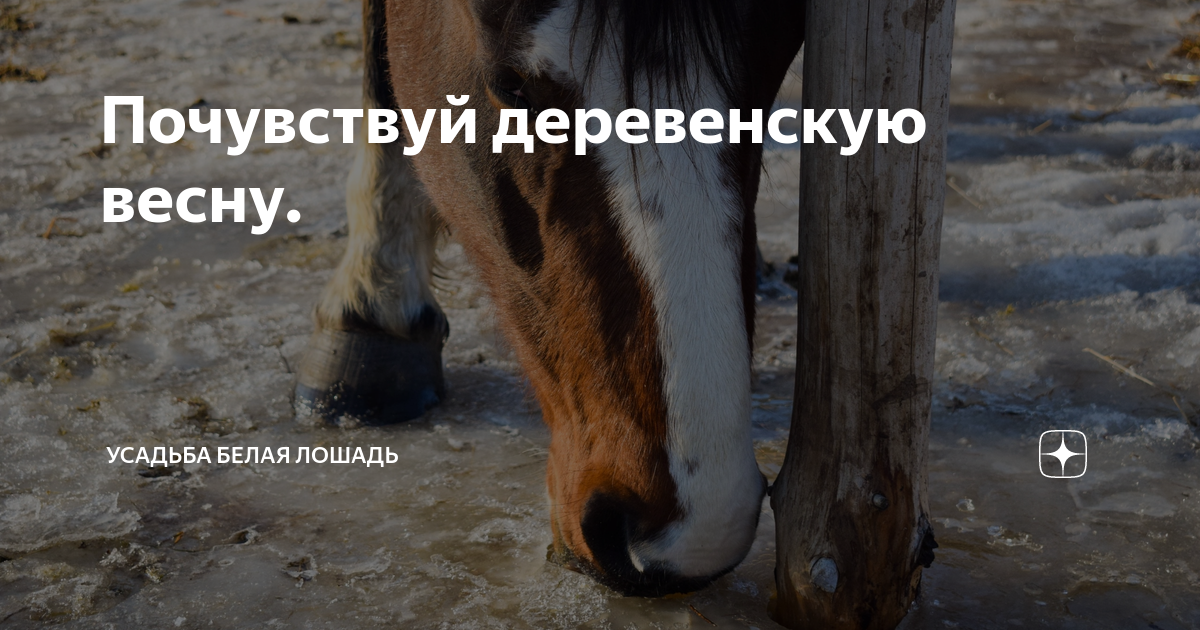 Почувствуй деревенскую весну. | СашаЛера - Усадьба Белая Лошадь | Дзен
