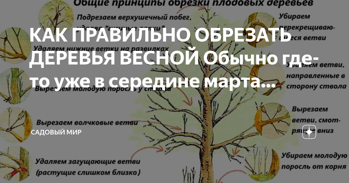 До какого времени можно обрезать деревья