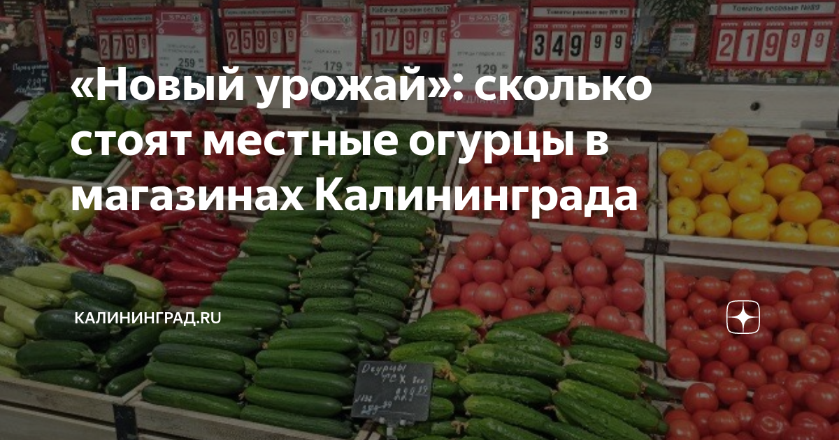 «Новый урожай»: сколько стоят местные огурцы в магазинах Калининграда ...