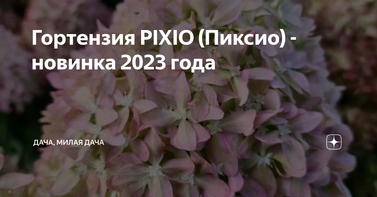 Гортензия пиксио метельчатая описание и фото Гортензия PIXIO (Пиксио) - новинка 2023 года ДАЧА, МИЛАЯ ДАЧА Дзен