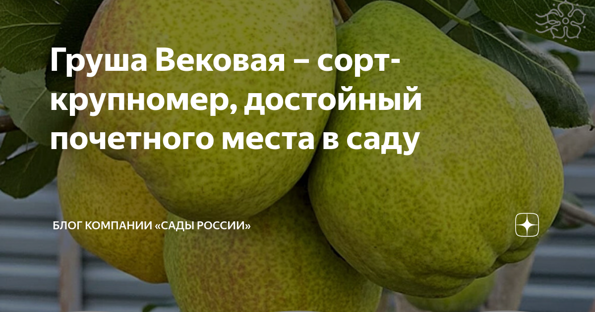 Груша Вековая – сорт-крупномер, достойный почетного места в саду | НПО ...
