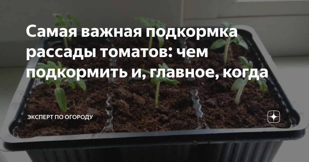 Когда подкармливать рассаду помидор после всходов. Всходы. Подкормка рассады томатов. Рассада помидор. Подкормка рассады томатов до пикировки