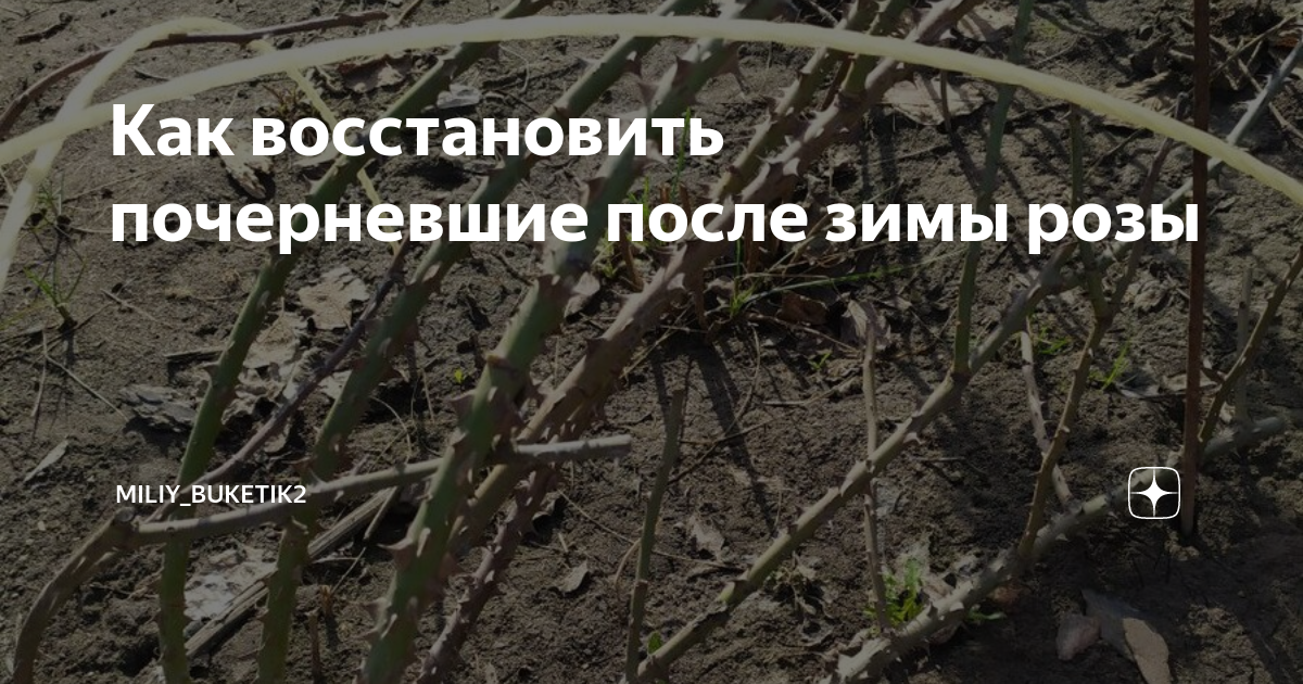 Почему розы почернели. Розы после зимы почернели. Почернение роз весной. Розы после зимы почернели что делать. Реанимация роз после зимы