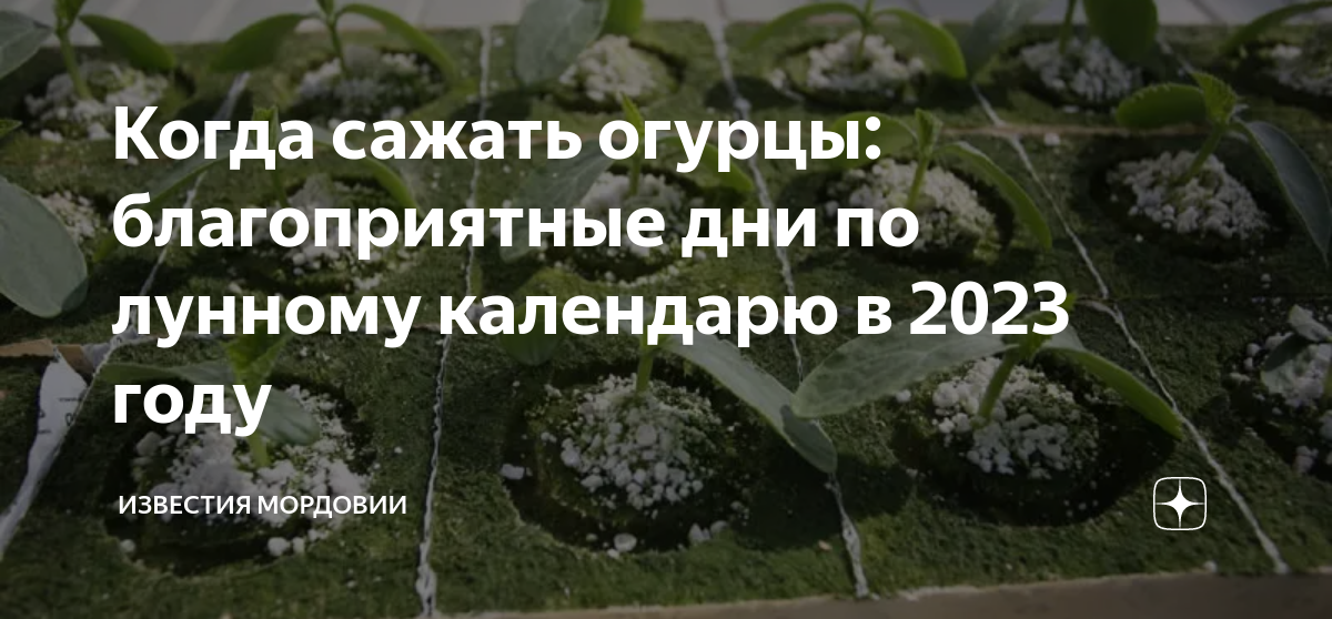 Как посадить огурцы в открытый грунт. Посев огурца в открытый грунт. День посадки огурца. День посадки огурца. Посадка огурцов на рассаду.
