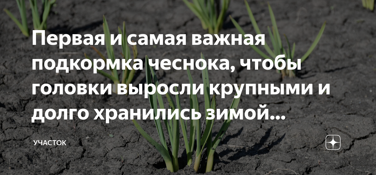 лук рыхлят. чем подкормить чеснок весной посаженный под зиму. хороший урожай чеснока. чем подкормить чеснок весной посаженный под зиму. чем подкормить чеснок весной посаженный под зиму.
