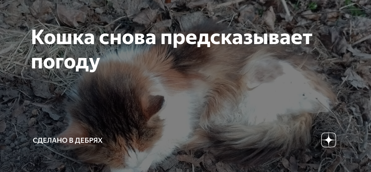 Котоматрикс. Анекдот прогречеу и кота. Кошка опять. Новая котоматрица. Котоматрикс.