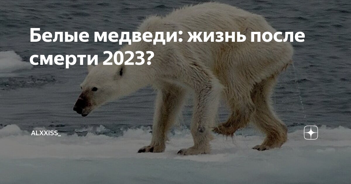 Медведь 2023 года