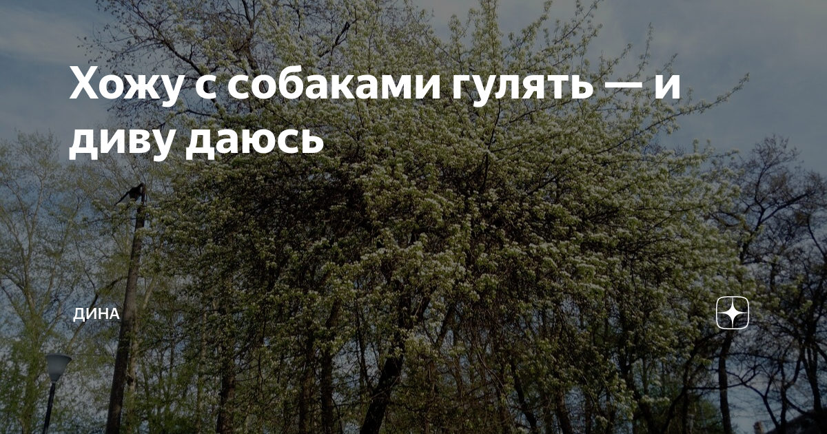 Хожу с собаками гулять — и диву даюсь | ДиНа | Дзен