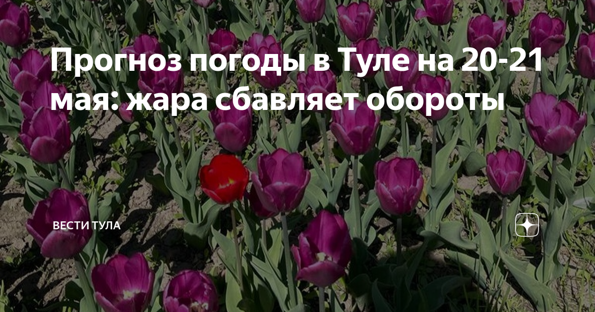 Прогноз погоды в Туле на 20-21 мая: жара сбавляет обороты | Вести Тула ...