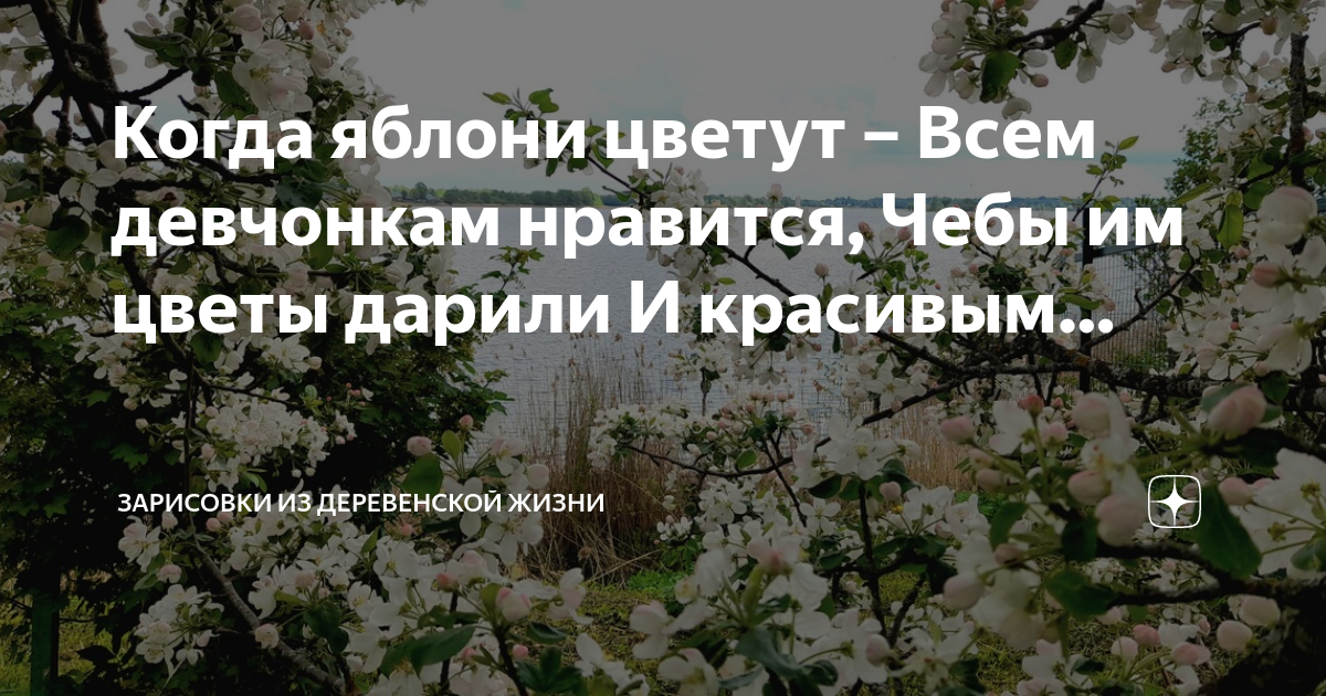 Когда яблони в цвету всем девчонкам. Аптекарский огород сакура. карта аптекарского огорода сакура. цветущая сакура в аптекарском огороде. рододендроны в аптекарском огороде.
