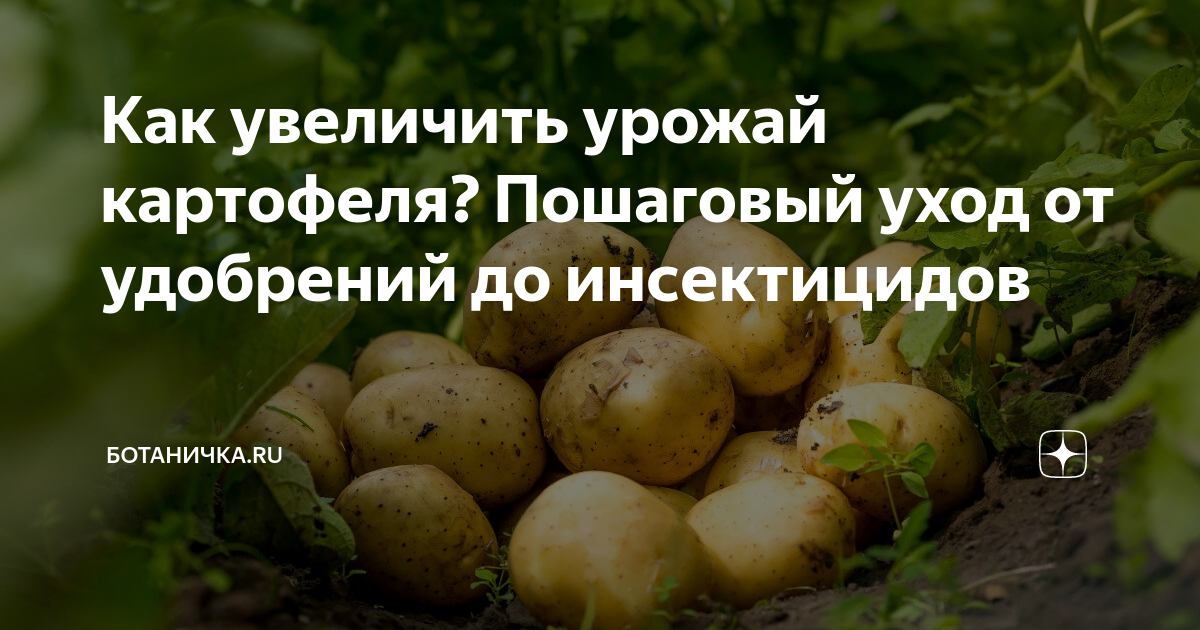 Подробный уход за картофелем - полный успех урожая