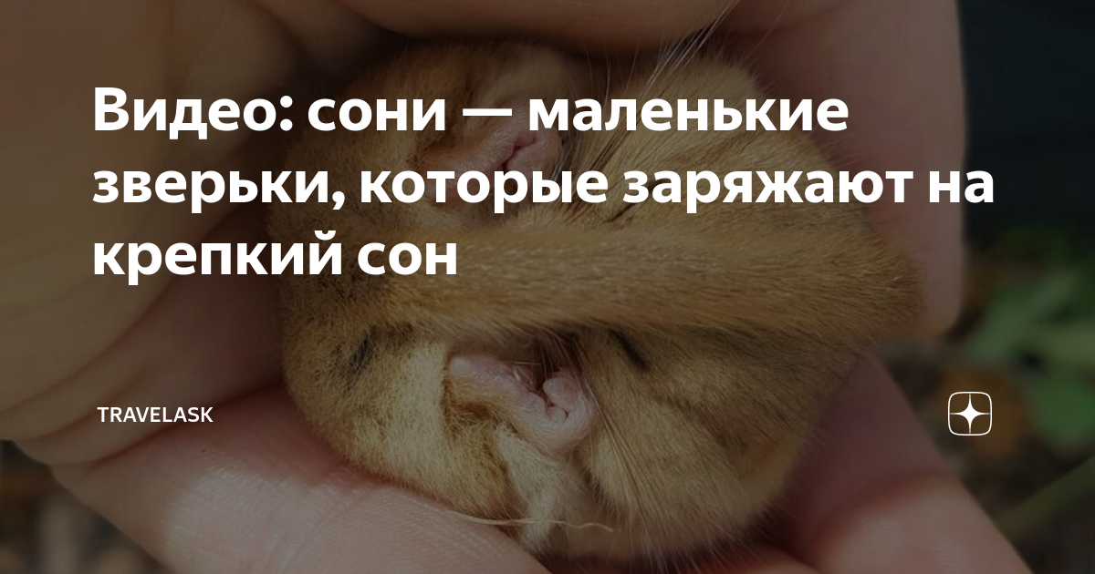 сон дикие животные дома