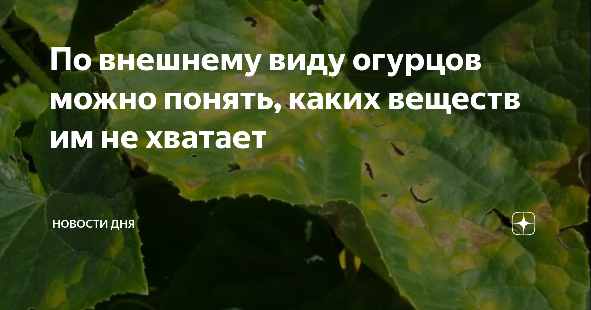 Как по листьям огурцов определить каких питательных веществ не хватает фото с названиями