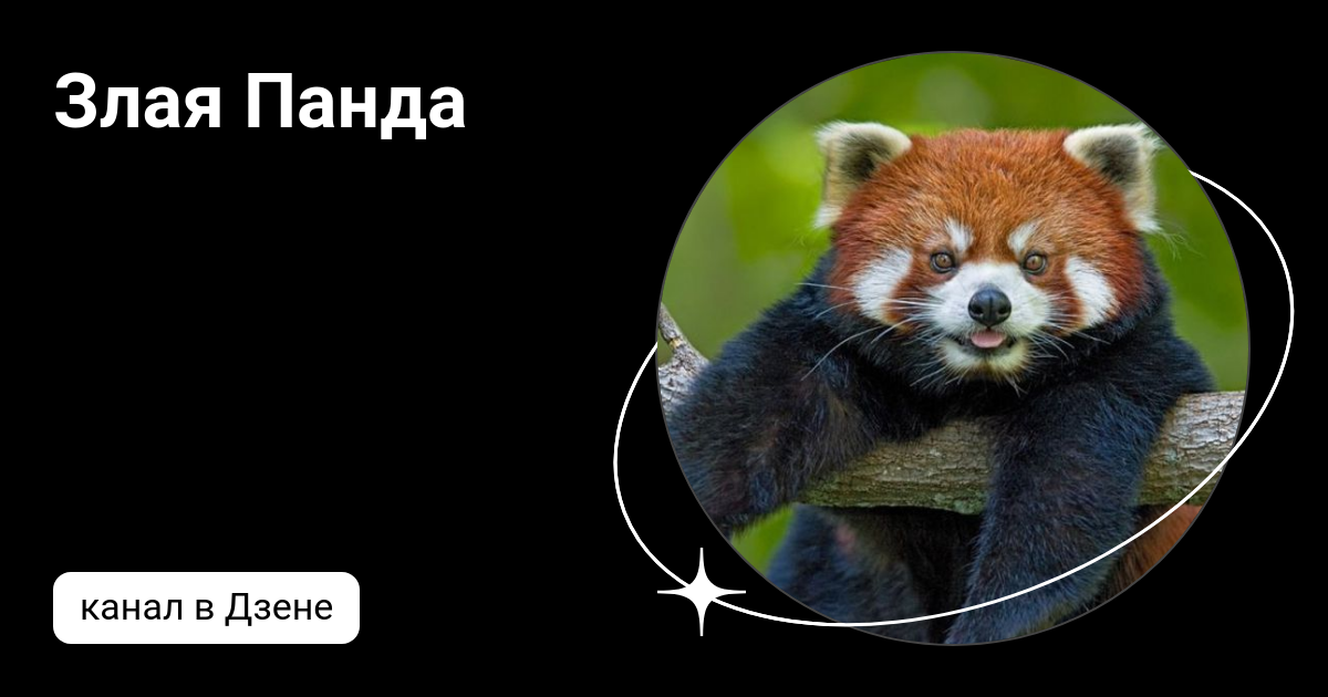 Злая Панда | Дзен