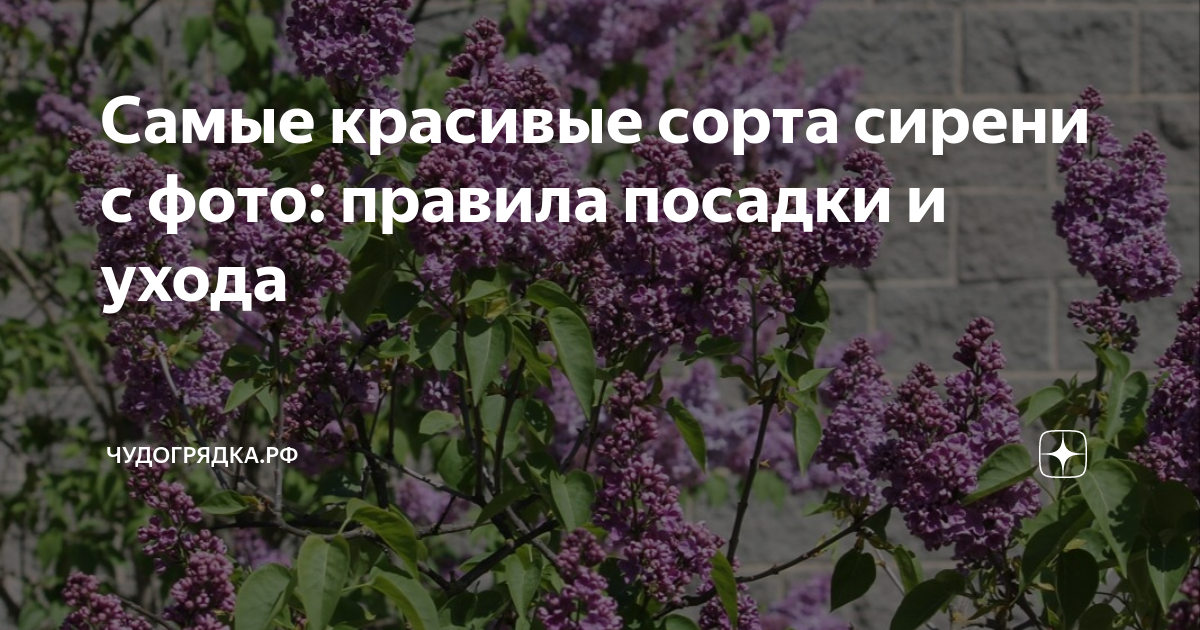 Самые красивые сорта сирени с фото: правила посадки и ухода ...