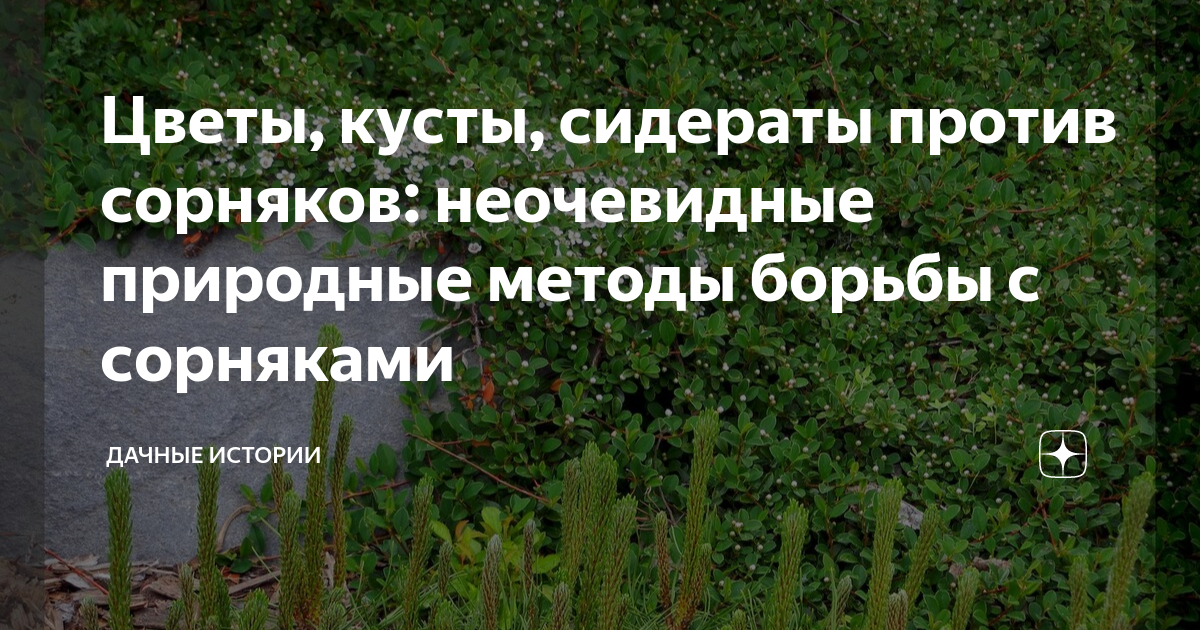 Цветы, кусты, сидераты против сорняков: неочевидные природные методы ...