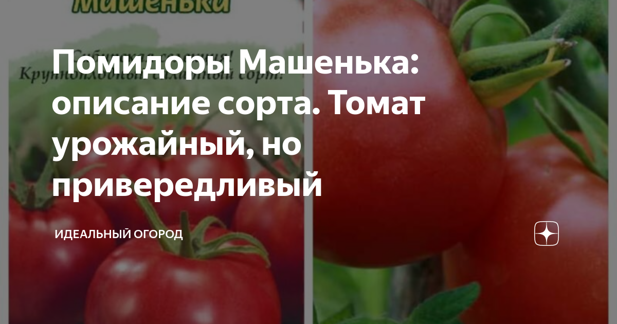 Помидоры машенька фото