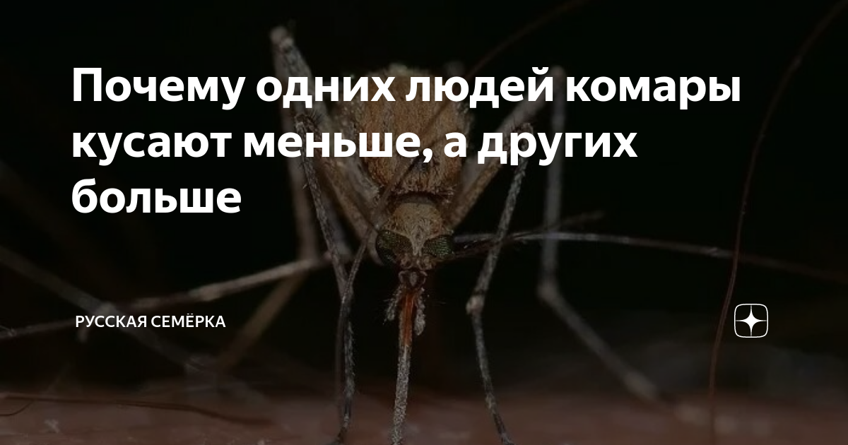 ребенок кусается комаровский
