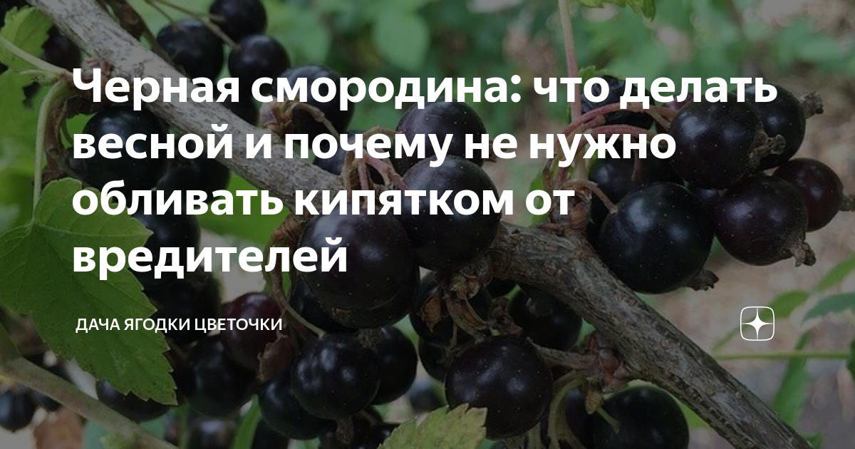 Надо ли обдавать кипятком. Кипяток смородина. Спелая смородина к чему снится. Как понять что смородина ударила Морозом.