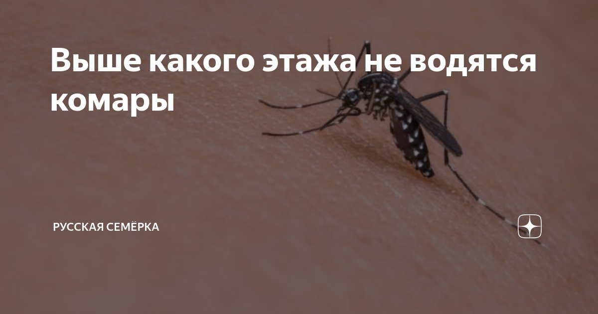 Выше какого этажа не водятся комары | Русская Семёрка | Дзен