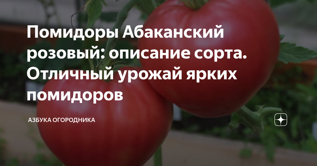 Помидоры абаканские описание сорта фото отзывы