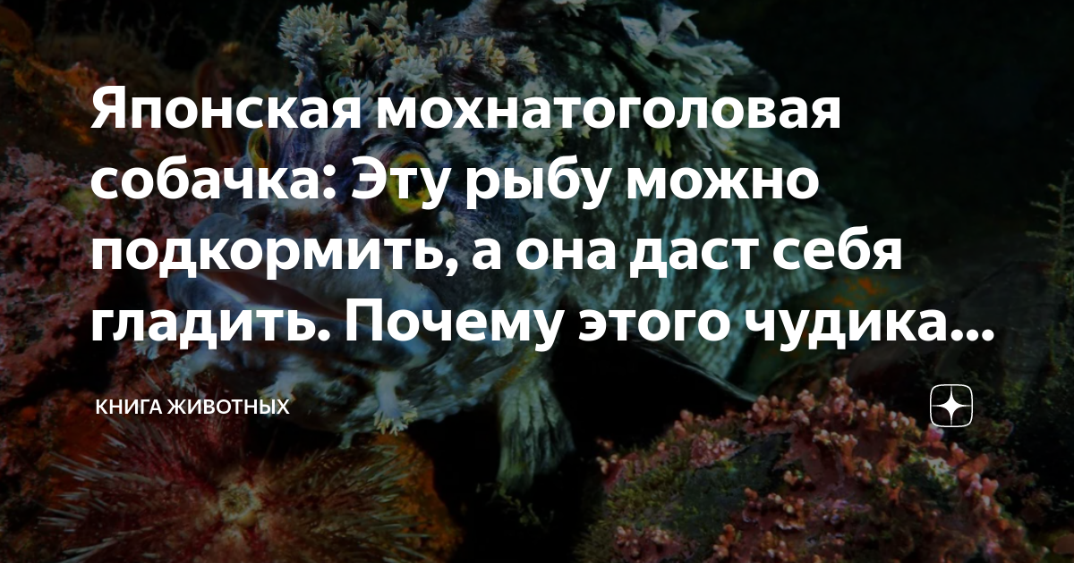 Японская мохнатоголовая собачка: Эту рыбу можно подкормить, а она даст ...